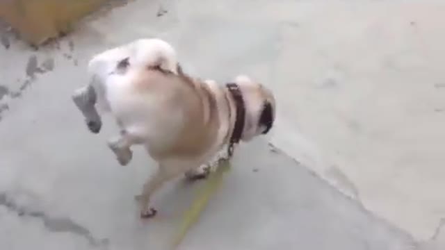 The dog who does gymanstic !! ( MUST WATCH )