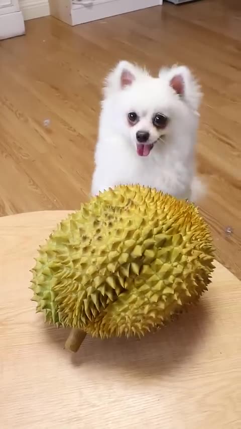 My labrador is Happy Enjoying Some Amazing Crunchy Food _dog