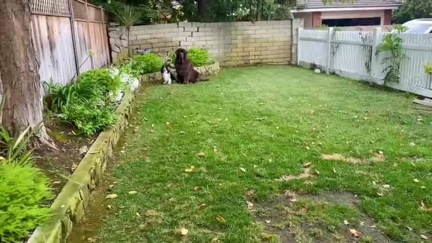 Newfie and Cavalier have cutest training session