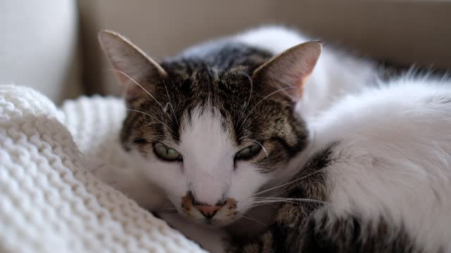 Cat is bad rest so cute