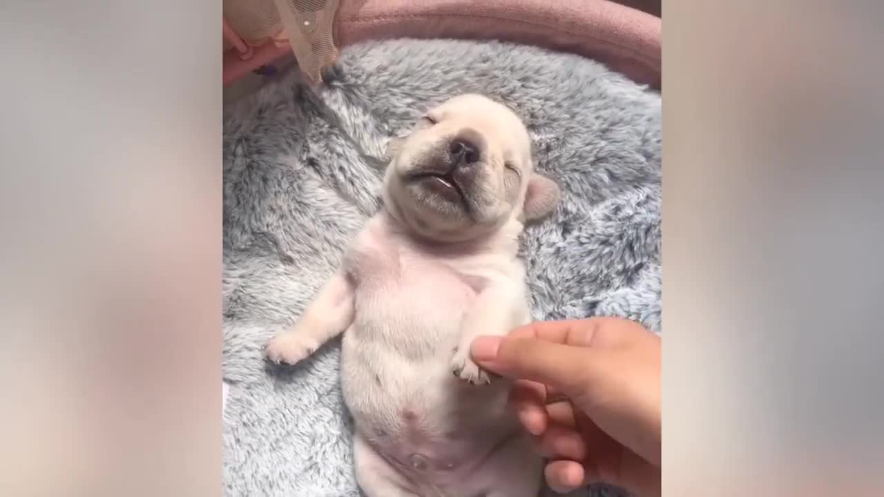 Best Of The π2021 πNEW Funny Animal Videos