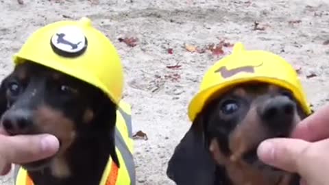 Pair of sweet dogs in full uniform working at a construction site