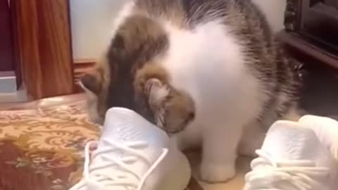 funny cat videos #01