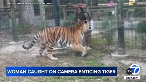 Woman caught on video 'enticing' tiger after illegally climbing into zoo enclosure