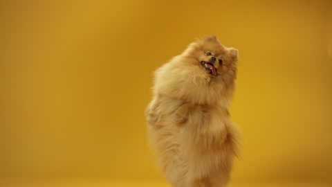 A Pomeranian Doing a Trick