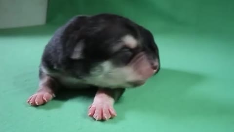Perrito Aprende a ladrar