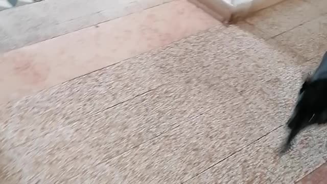 Fun with my dog