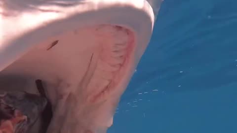 Wildlife
