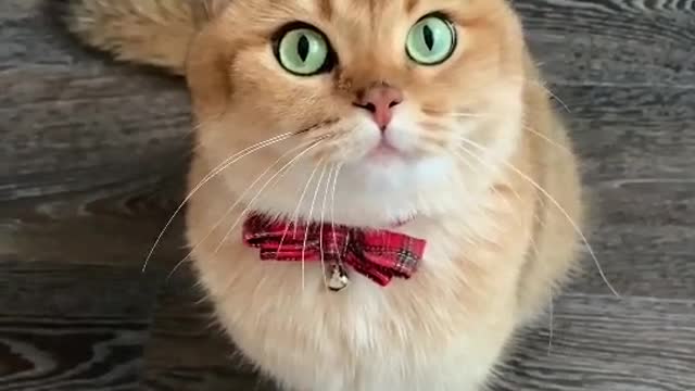 cat funny 🐈🐈🐈🐈🐈