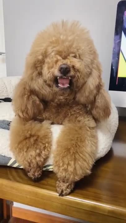 Best Dog Moments part 2021 ...