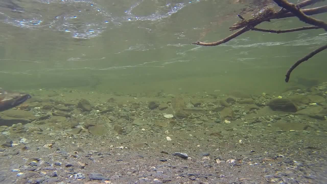 SALMON FISH UNDERWATER