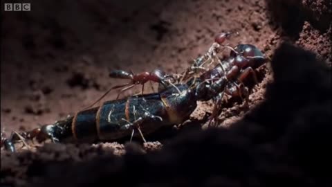 Queen Ant Mating Season - Ant Attack_Cut.mp4