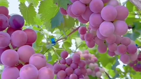 Grapes