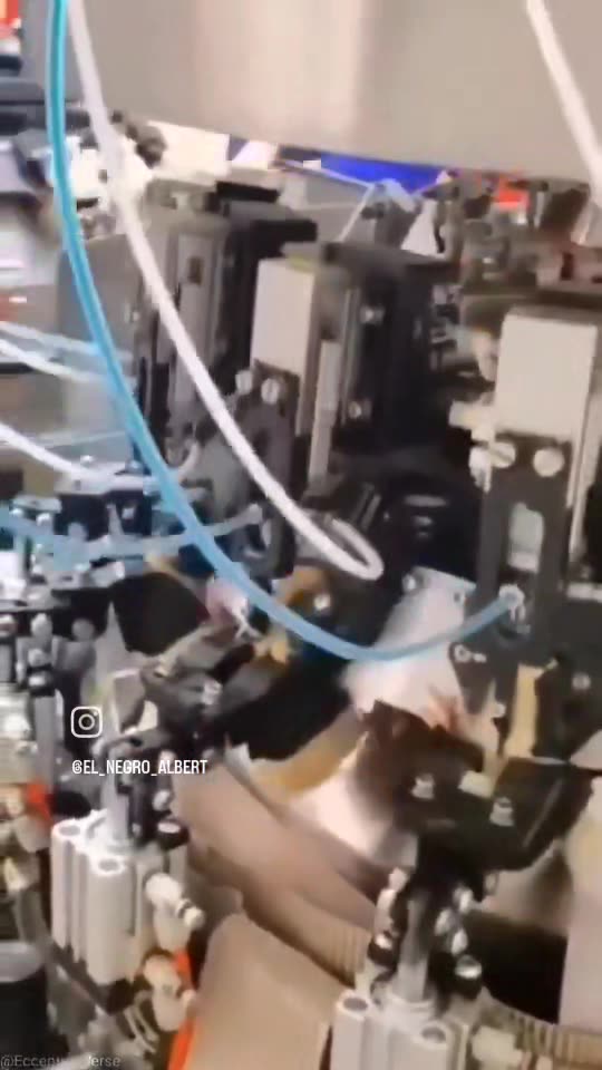 This is how they inject hormones to small chicken, to make them grow faster and heavier.