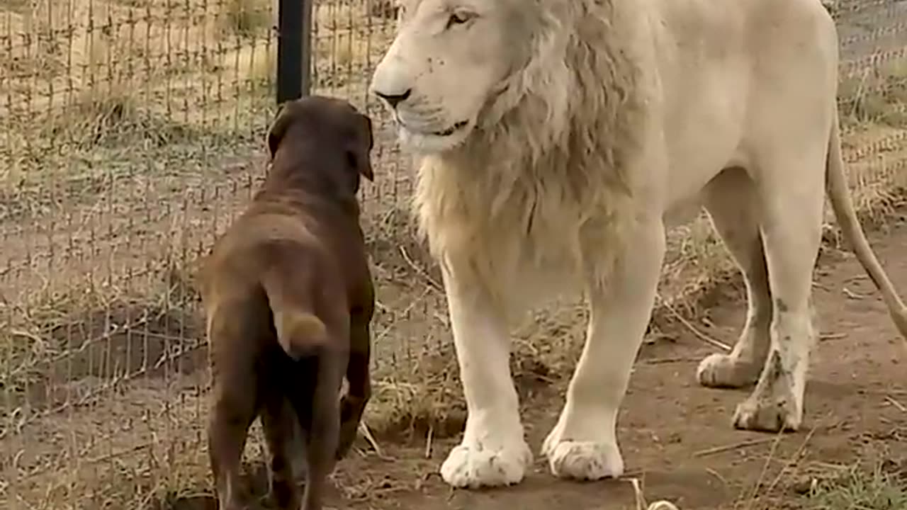 Cute Lion Gives Smooches to Puppy s Paw!