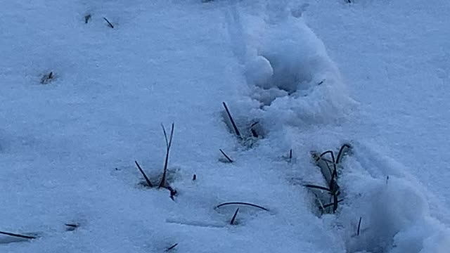 Snow Tracks