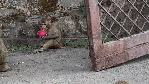 Feeding Wild Monkeys a Bucket of Apples