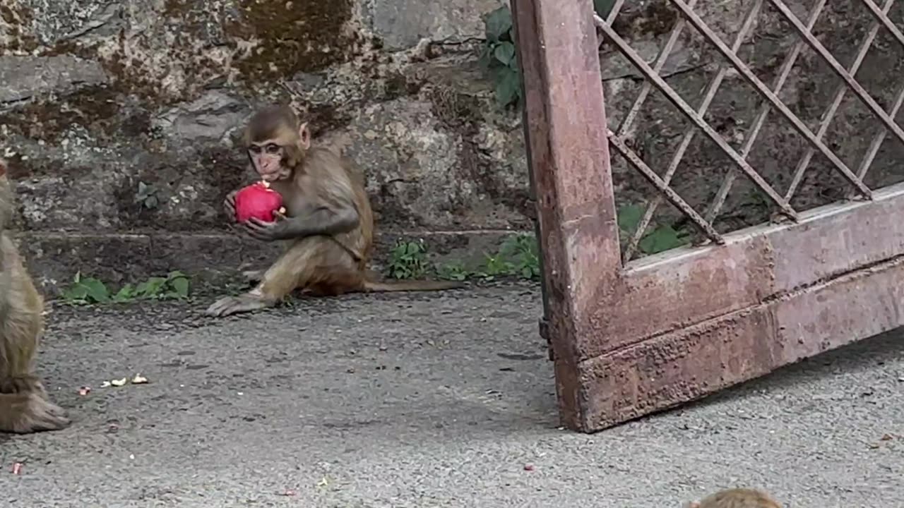 Feeding Wild Monkeys a Bucket of Apples