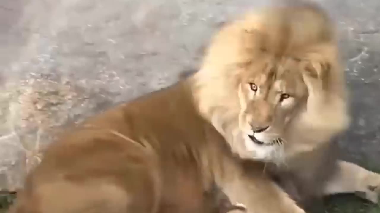 Funny lion cub and father..🤣🤣🤣