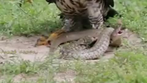 eagle 🦅 attack on snake 🐍 video