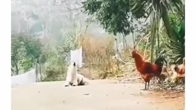 Dog and Cock Competition - Who does better?