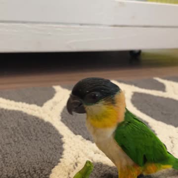 Caique parrot gets nervous when he is around a green bean
