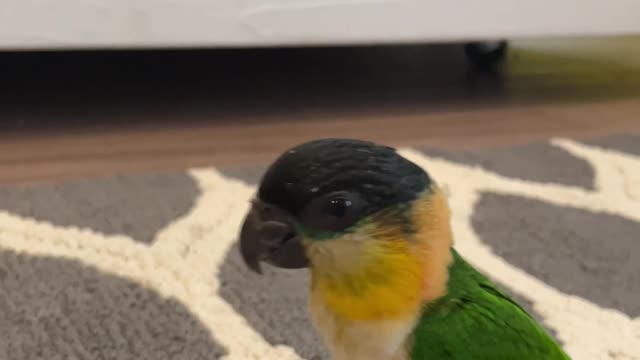 Caique parrot gets nervous when he is around a green bean