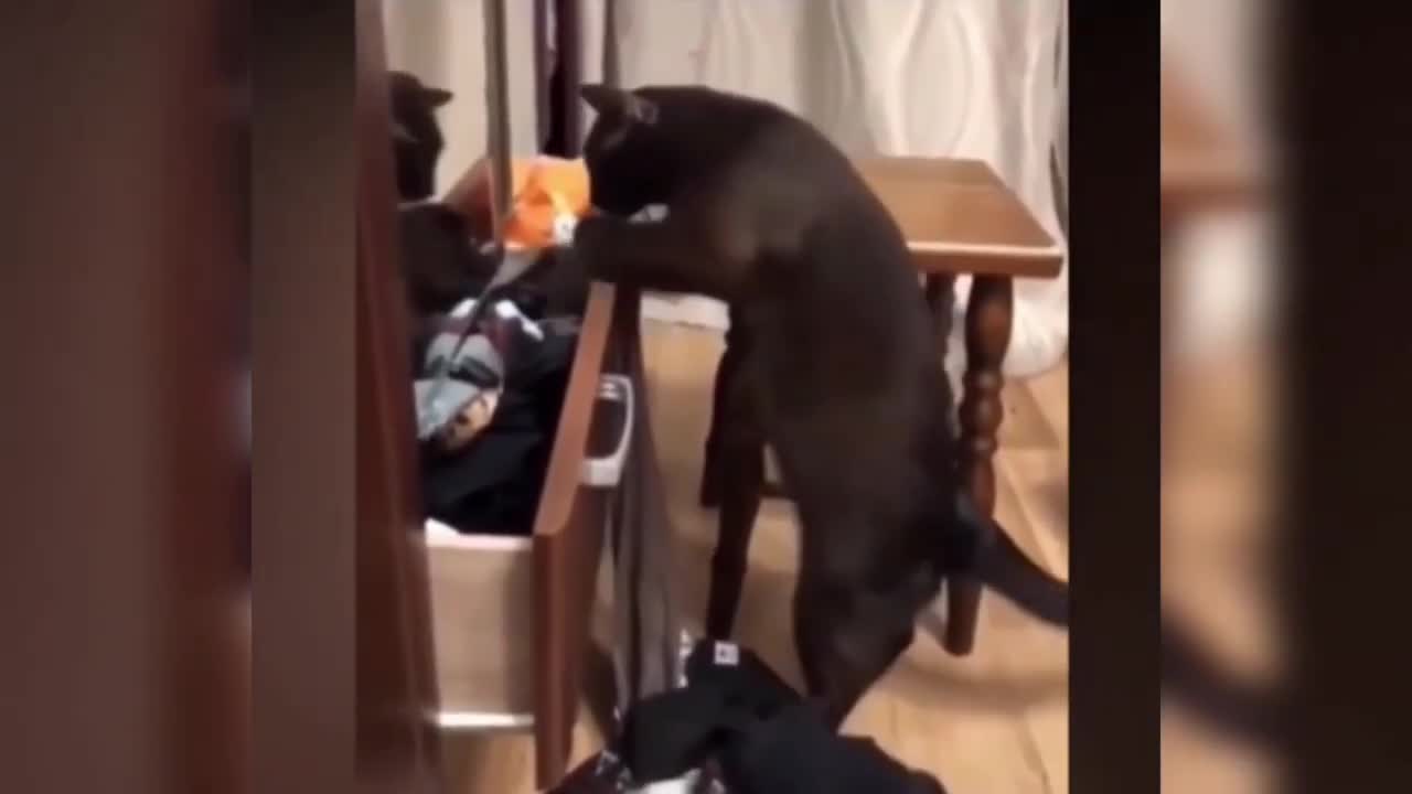 the funny videos of cute cats and dogs