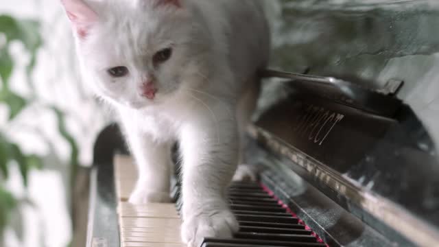 Piano Cat