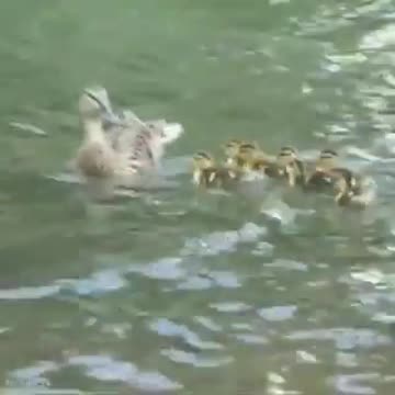 No one has been more compassionate to animals than people of Western Kind Compassion #13