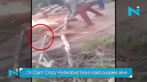 Three puppies burned alive by Muslim boys in Pakistan