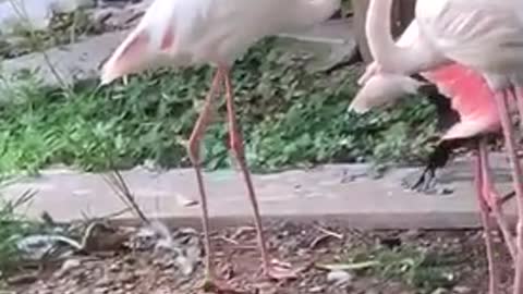 What a big Flamingo