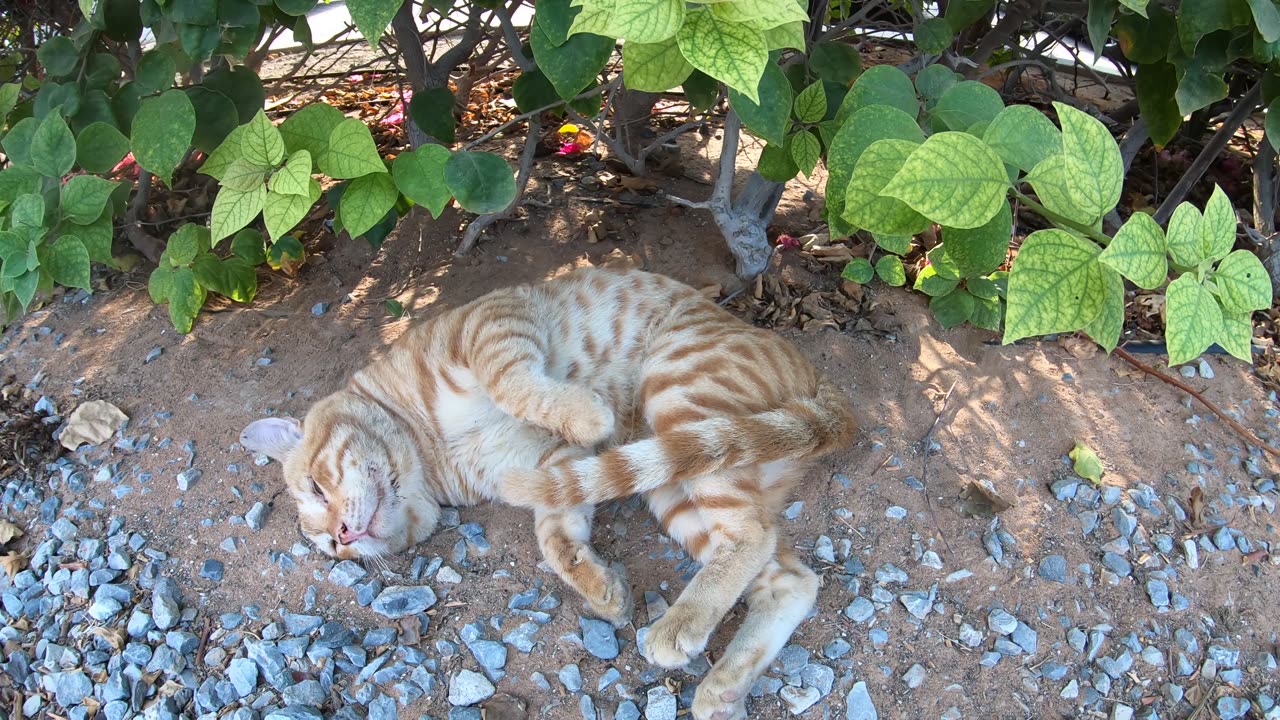 CHRIS MARTIN - Homeless cat in Ras Al Khaimah, UAE #cat #cats #ChrisMartin #emirates #ae #UAE #food