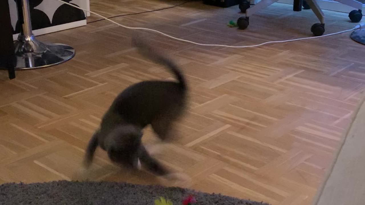 Cat goes crazy with toys!