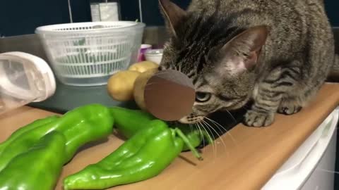 Cats Eating Vegetables and Fruits #4 🥦🍇🫑🍓