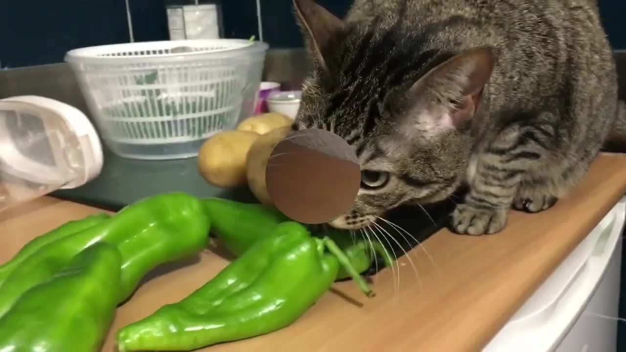 Cats Eating Vegetables and Fruits #4 🥦🍇🫑🍓