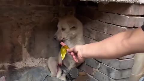 Injured stray mama dog protecting her puppy cried grateful tears after being rescued