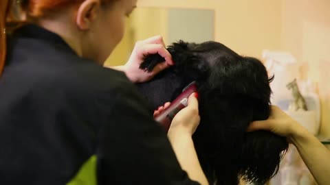 a groomer's hand cutting a dog in a beauty salon for dogs using an electric clipper