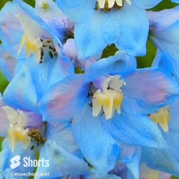 Recharge Your Mind and Body with Flowers View so How Relaxing This is Volume 102 #shorts