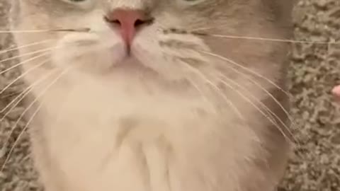 Cute cat is meowing^^