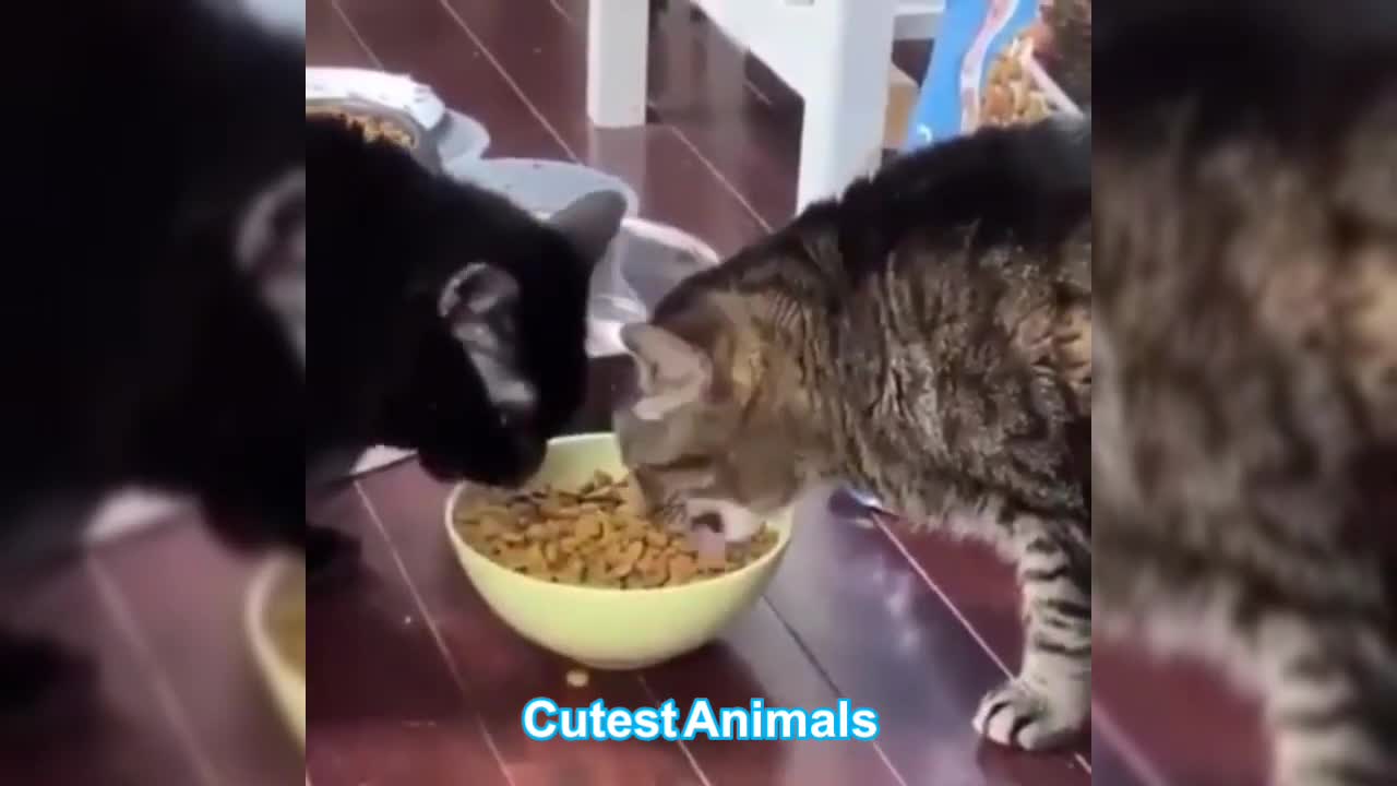 Compilation of cute animals #1
