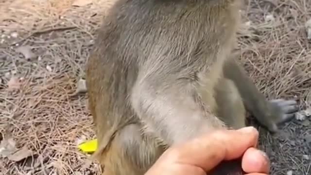 ×cute monkey reaction #funny #shorts #trending