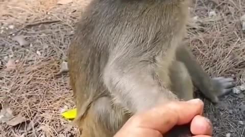 ×cute monkey reaction #funny #shorts #trending