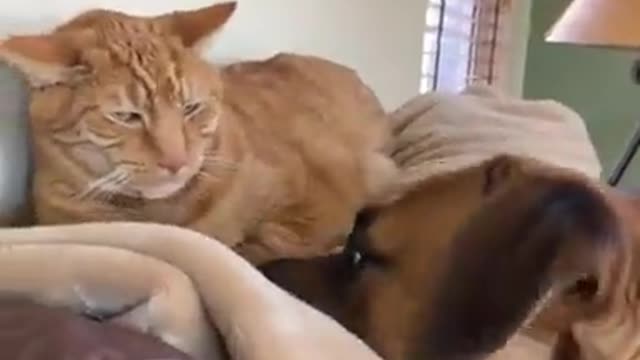 Cat fight with dog