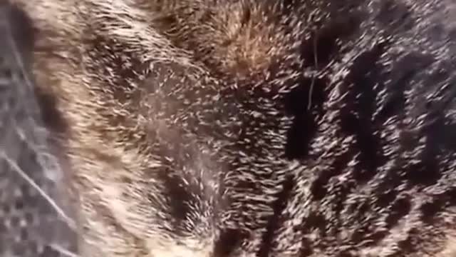 I wish my cat could sing with me 😂