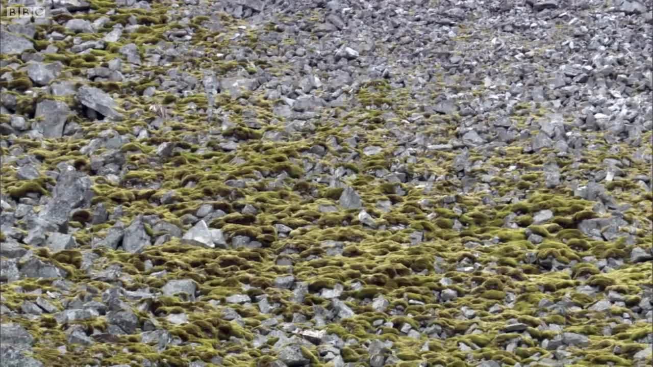 Fox Feasts on Baby Guillemots | Nature's Great Events | BBC