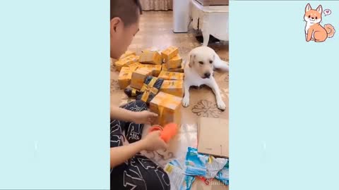 Cute Puppies 😍 Cute Funny and Smart Dogs Compilation you wil melt!!!
