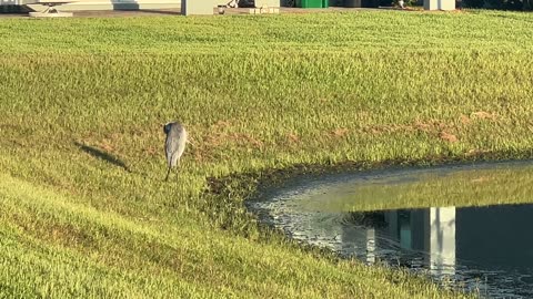Bass Jumping and Great Blue Heron: 9-24-2024