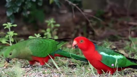 Coast of Australia King Parrot