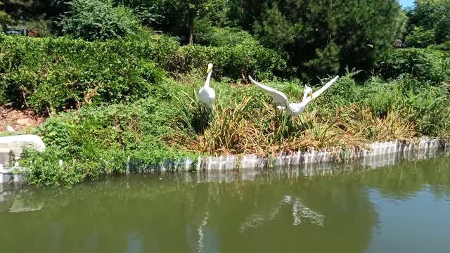 There are two swans around the lake